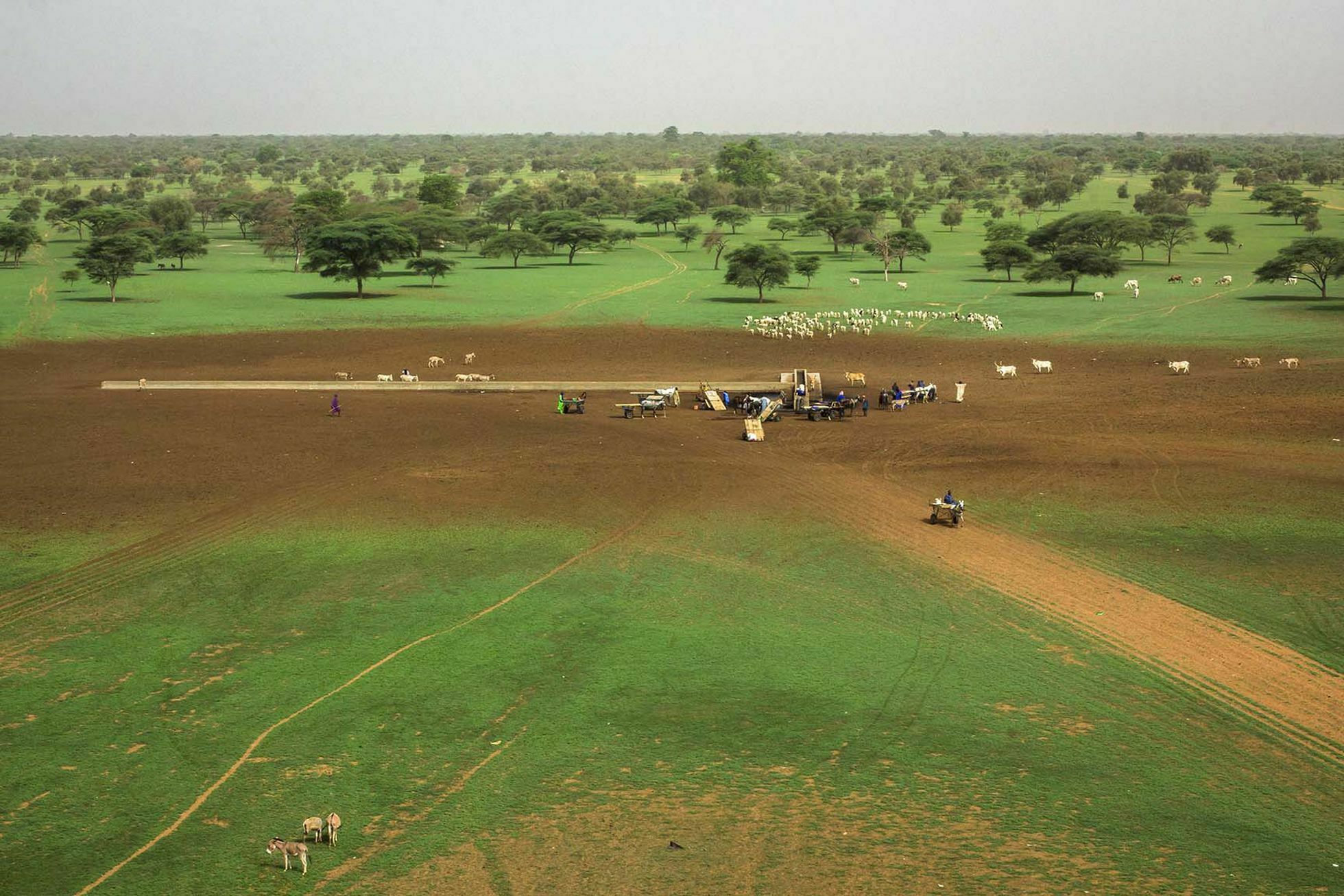 Imatge pels mitjans: Plantar arbres - festa de la natura